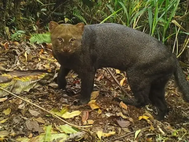 Yaguarundí, machetero y ardilla: captan tres nuevas especies en el Santuario Histórico de Machupicchu