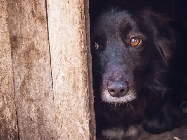 Maltrato animal: Dictan 11 meses de prisión suspendida contra sujeto que golpeó a su perrito