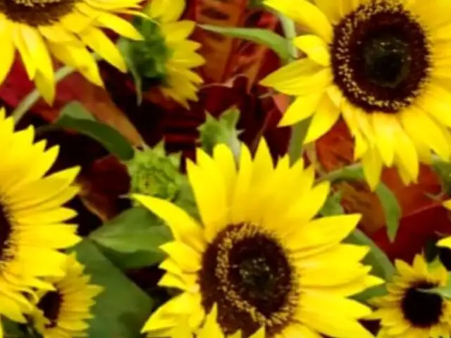 Mercado de SJM se prepara para recibir el 2024: ¿qué significan las flores amarillas?