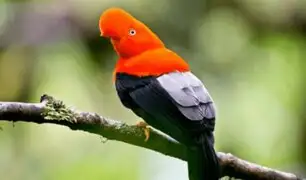¡Perú encabeza el ranking mundial de diversidad de aves!