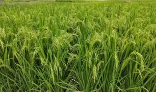 MIDAGRI presenta nueva variedad de arroz con alta calidad genética en San Martín