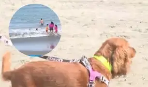 Chorrillos: perritos y veraneantes disfrutan del sol en la playa Agua Dulce