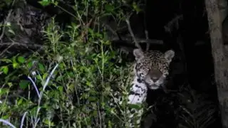 Loreto: Conoce el increíble reino de jaguares que se protege en el Parque Nacional Yaguas