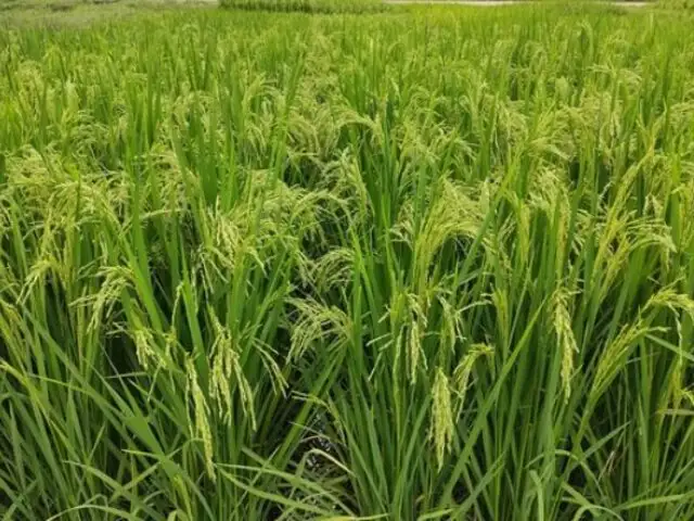 MIDAGRI presenta nueva variedad de arroz con alta calidad genética en San Martín