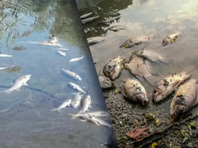 Alerta ante muerte masiva de peces por presunta contaminación del río Napo en Loreto