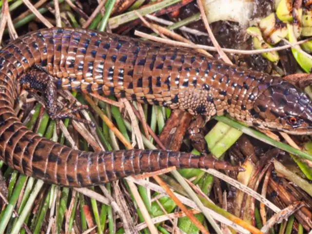 SERFOR: Descubren dos nuevas especies de lagartijas en amazonas