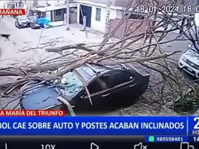 VMT: Árbol cae sobre vehículo y conductor se salva de milagro