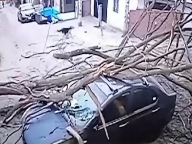 VMT: daños causados en auto tras caída de un árbol superan los 4 mil soles