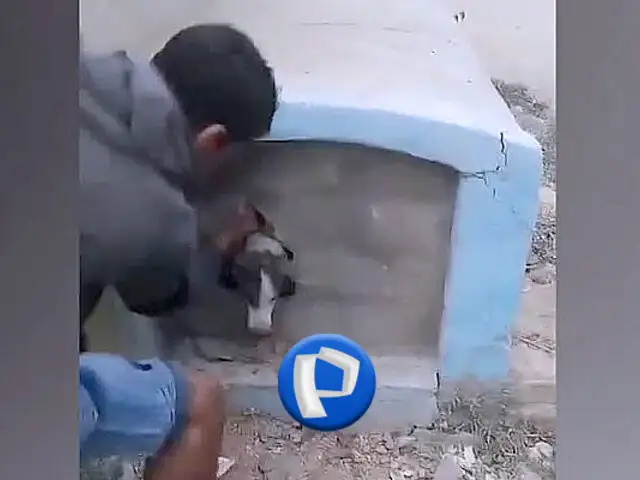 Lambayeque: rescatan a perrito que fue encerrado al interior de un nicho