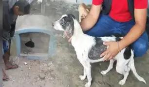 Mascota enterrada viva por tener pulgas ahora esta a salvo en albergue de Chiclayo