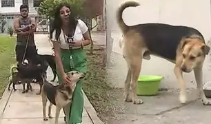 “Gringo”: El perrito que enfrenta a dos grupos de vecinos en el Callao
