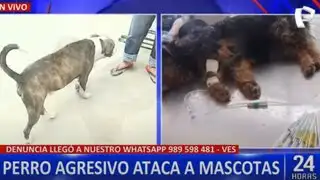 Villa el Salvador: vecinos alarmados por ola de ataques de pitbull a sus mascotas
