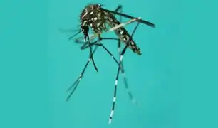 Aumento de la temperatura ambiental acelera la propagación del zancudo transmisor del dengue, advierte el Minsa