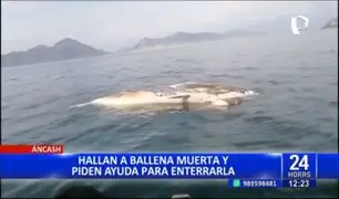 Áncash: hallan ballena muerta y piden ayuda para enterrarla