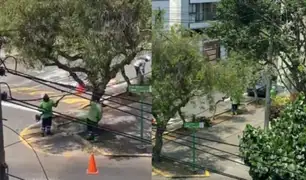 ¿Por qué Miraflores poda árboles en pleno verano? Esta es la justificación del municipio