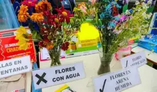 San Valentín 2024: floreros pueden convertirse en criaderos del zancudo transmisor del dengue