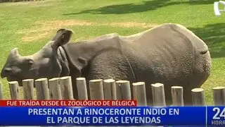 Rinoceronte indio es la nueva atracción del Parque de las Leyendas