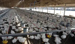 La Libertad: reportan brote de gripe aviar dentro de una granja de gallinas ponedoras