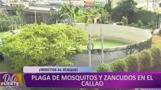 Vecinos del Callao cansados de zancudos por presencia de planta de aguas residuales