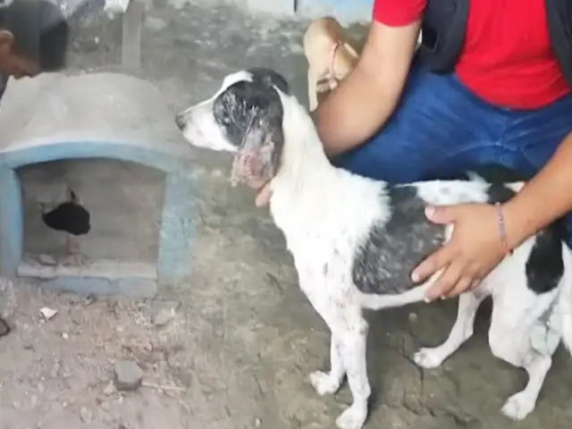 Mascota enterrada viva por tener pulgas ahora esta a salvo en albergue de Chiclayo
