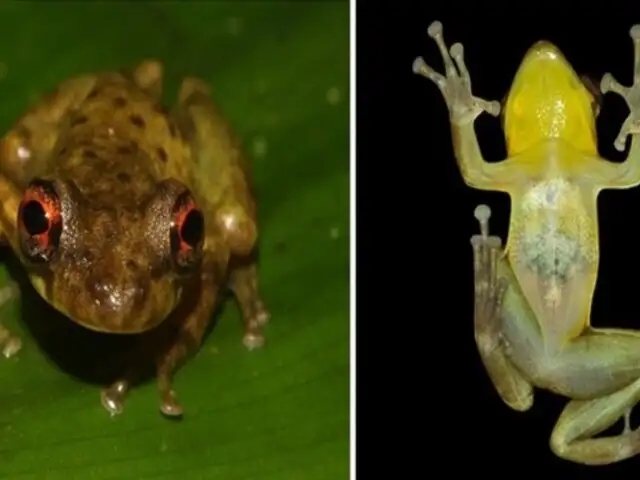 Descubren nueva especie de rana en nuestra Amazonía