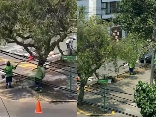 ¿Por qué Miraflores poda árboles en pleno verano? Esta es la justificación del municipio