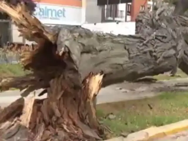 Santa Beatriz: enorme árbol cae sobre avenida Arequipa y casi provoca una tragedia
