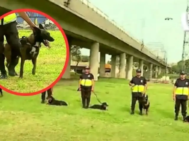 SJM: Rottweilers y pastores belgas entrenan para combatir la delincuencia junto a serenos