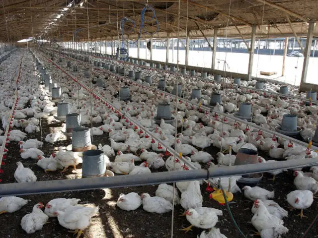 La Libertad: reportan brote de gripe aviar dentro de una granja de gallinas ponedoras