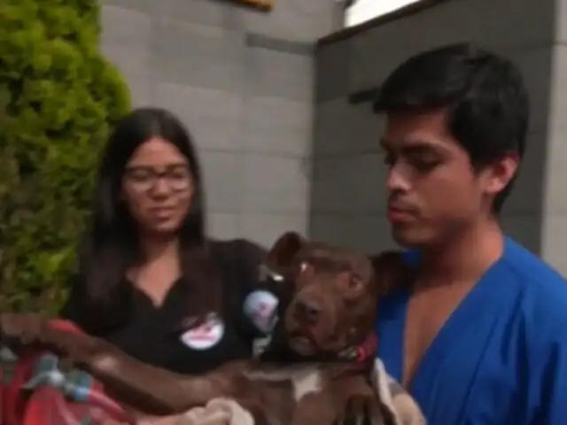 Miraflores: vecinos, serenos y veterinarios rescatan a perrita abandonada