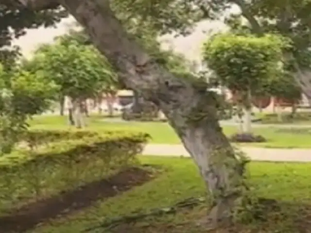 Temen que árboles colapsen en Los Olivos: denuncia falta de mantenimiento en parque León Velarde