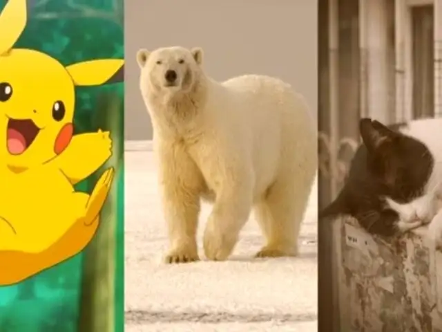 Este 27 de febrero: Pokémon Day 2024, Día del Oso Polar y Día de la Esterilización Animal