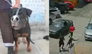 Perro policía "Atila" captura a presunto delincuente en San juan de Miraflores