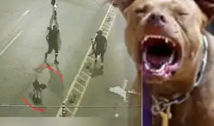 Delincuentes usan a perro de raza Pitbull para robar en calles de El Rímac