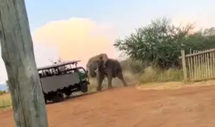 Visitantes se acercaron demasiado: elefante levantó camión de safari causando terror entre los turistas