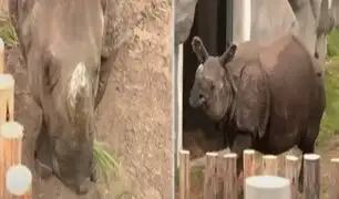 Conozca a Valentina, la rinoceronte de la India que busca preservar su especie en el Parque de las Leyendas