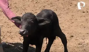 ¡Gran emoción en Parque de las Leyendas! Nace cría de búfalo de agua