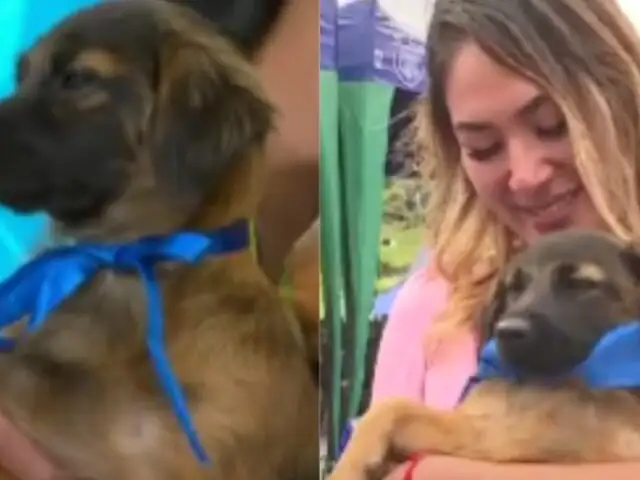 Reportera se quiebra al hablar sobre cómo adoptó a un perrito en una transmisión en vivo: “me da paz”