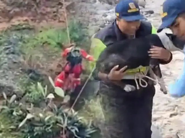 Bomberos rescataron a perrito que llevaba varios días atrapado en un barranco en Ayacucho