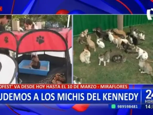 Inicia el "Gatofest" en Miraflores: Buscan ayudar a gatitos del parque Kennedy