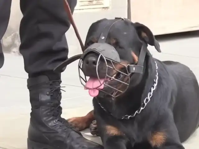 SJM: rottweiler de la brigada canina del Serenazgo ayuda a capturar a dos delincuentes