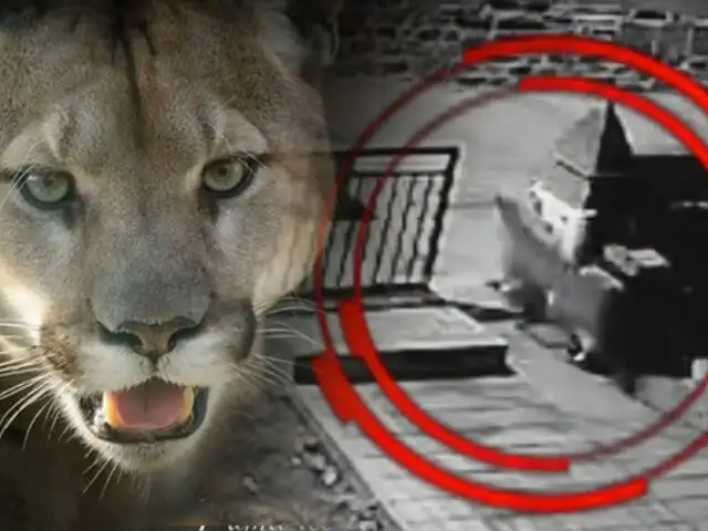 Puma cruzó un puente peatonal en Huaraz y es captado por cámaras de seguridad