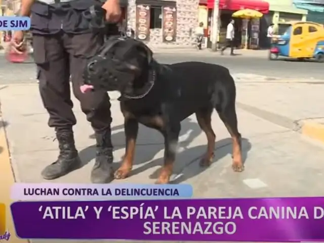 ‘Atila’ y ‘Espía’: la dupla canina que hace temblar a los delincuentes en SJM