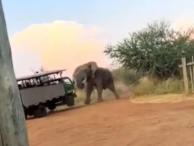 Visitantes se acercaron demasiado: elefante levantó camión de safari causando terror entre los turistas