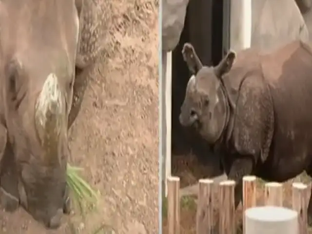Conozca a Valentina, la rinoceronte de la India que busca preservar su especie en el Parque de las Leyendas