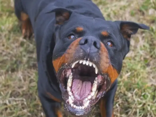 Rottweilers matan a bebé en SJL: dueña de canes podría enfrentar condena de 4 años de prisión