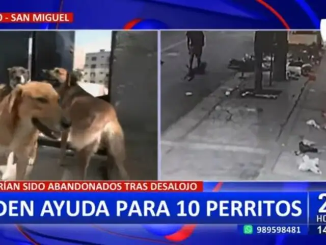 San Miguel: Piden ayuda para 10 perritos que fueron abandonados tras desalojo