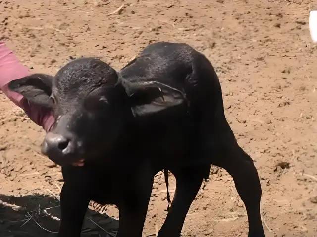 ¡Gran emoción en Parque de las Leyendas! Nace cría de búfalo de agua