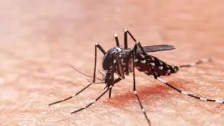 Minsa: Perú registra 117 fallecimientos por dengue en lo que va del año