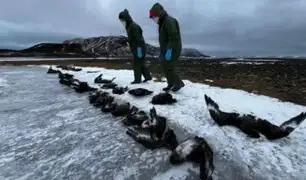 ¿Qué sucede en la Antártida? científicos investigan muerte de más de 530 pingüinos